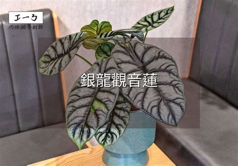 粉紅龍觀音蓮|銀龍觀音蓮完全養護手冊 專家級種植與繁殖指南 